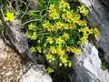 Saxifrage faux Orpin