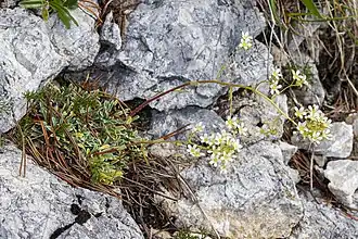 Description de l'image Saxifraga hostii 15.jpg.