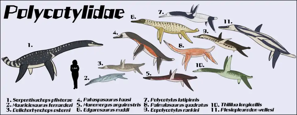 Onze membres des Polycotylidae