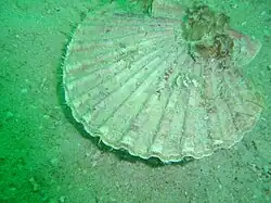 Pecten sulcicostatus
