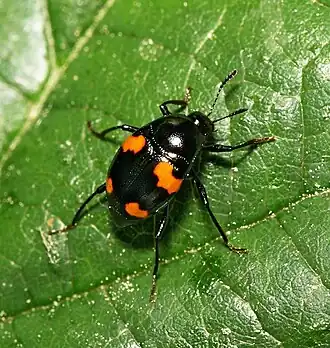 Description de cette image, également commentée ci-après