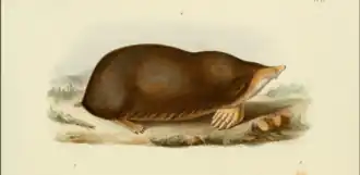 Description de l'image Scaptochirus moschatus.png.