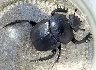 Description de l'image Scarabaeus semipunctatus - Camargue.jpg.