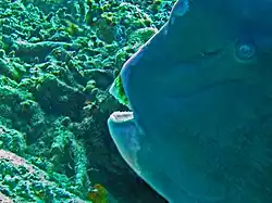 Bec de Bolbometopon muricatum.