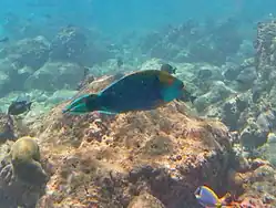 Scarus prasiognathos mâle