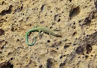 Description de l'image Scelarcis perspicillata 82221991.jpg.