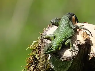 Description de l'image Sceloporus formosus.jpg.