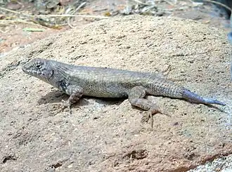 Description de l'image Sceloporus nelsoni.jpg.