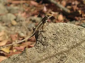 Description de l'image Sceloporus siniferus.jpeg.