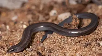 Description de l'image Scelotes fitzsimonsi 363486231 (cropped).jpg.