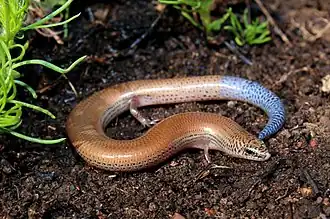 Description de l'image Scelotes mirus01.jpg.