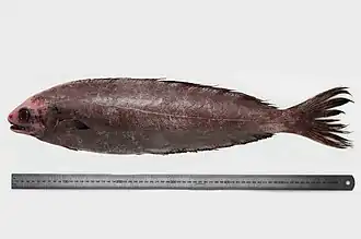 Description de l'image Schedophi_lHuttoni_David_Paul.jpg.