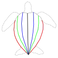 Disposition des carènes sur le dos de la tortue luth ; en noir, la carène vertébrale, en bleu, vert et rouge, les carènes latérales