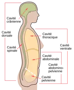 Schéma des différentes cavités humaines.