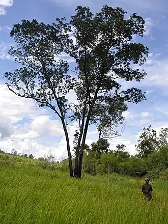 Description de l'image Schim walli 101106-9001 H lap.JPG.