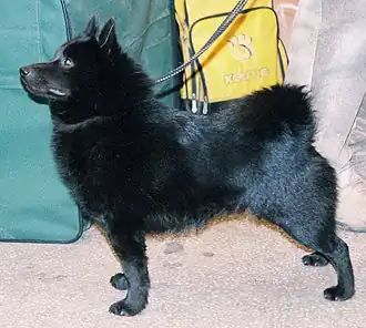 Schipperke.