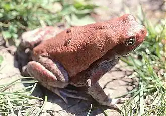 Description de l'image Schismaderma carens.jpg.