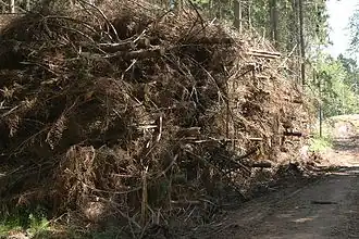 Accumulation de bois mort (résineux).