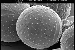 Pollen.