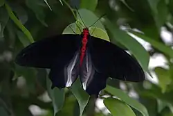 Atrophaneura semperi mâle