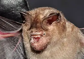 Hipposideros speoris&nbsp;(en), un Hipposideridae.