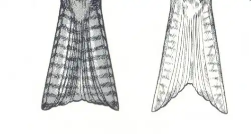 Comparaison des queues du Milan noir (à gauche) et du Milan royal (à droite).