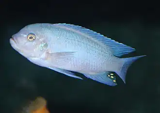 Spécimen mâle adulte.