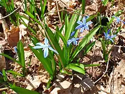 Scille de Sibérie.