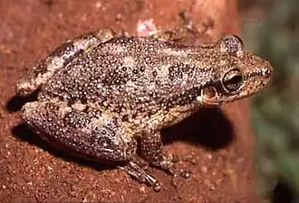 Description de l'image Scinax nasicus.jpg.