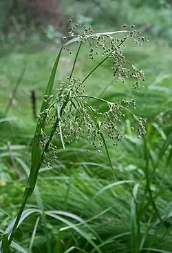 Scirpe des bois (Scirpus sylvaticus) ; plante proche des carex poussant dans les lieux humides.