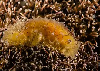 Sclerodoris sp.