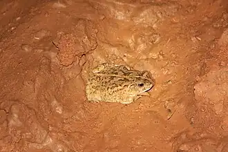 Description de l'image Sclerophrys xeros.jpg.