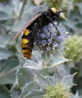 Description de cette image, également commentée ci-après