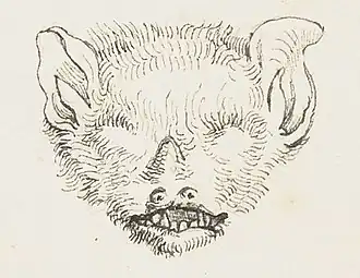 Description de l'image Scotophilus borbonicus.jpg.