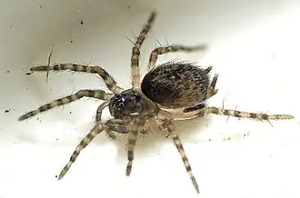 Description de l'image Scotospilus spp.jpg.