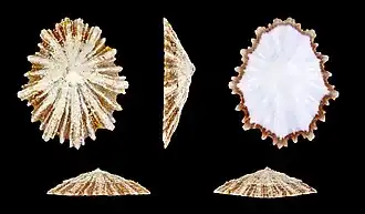 Scutellastra tabularis.