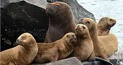 Otarie à crinière mâle et son « harem ».