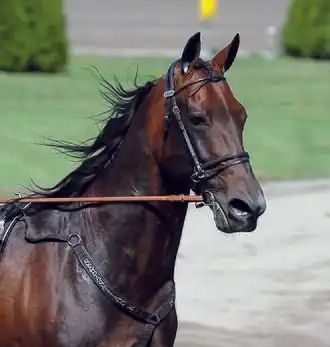 Image illustrative de l’article Sebastian K.