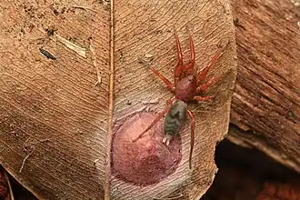 Description de l'image Sebastian Serna Muñoz 65147650.jpg.