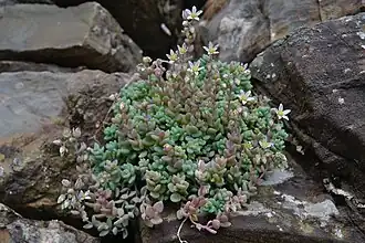 Orpin à feuilles épaisses.