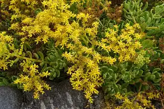 Description de l'image Sedum dendroideum I.jpg.