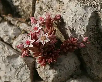 Description de l'image Sedum hispanicum 1.jpg.