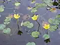Nymphoïdes en forêt de Lüttringhausen