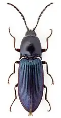Selatosomus melancholicus.