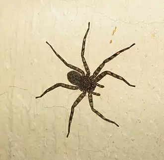 Description de l'image Selenops gracilis.jpg.