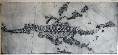 Holotype de S. guilelmiimperatoris en 1895.