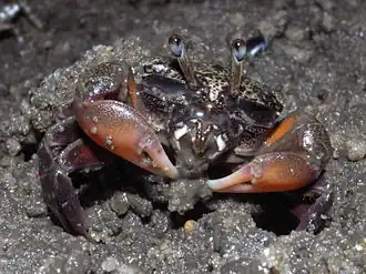 Heloecius cordiformis (Heloeciidae)