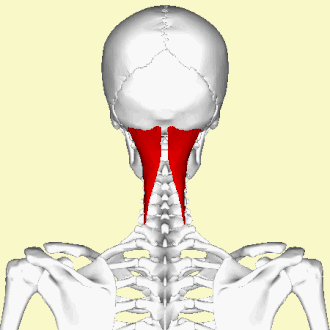 Les muscles semi-épineux de la tête