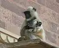 Jeune langur sur une corniche du palais