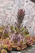 Sempervirum tectorum